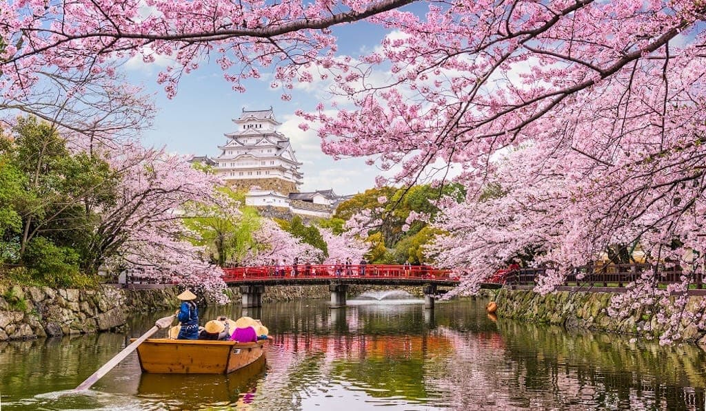 Cherry Blossom Festivals in Japan