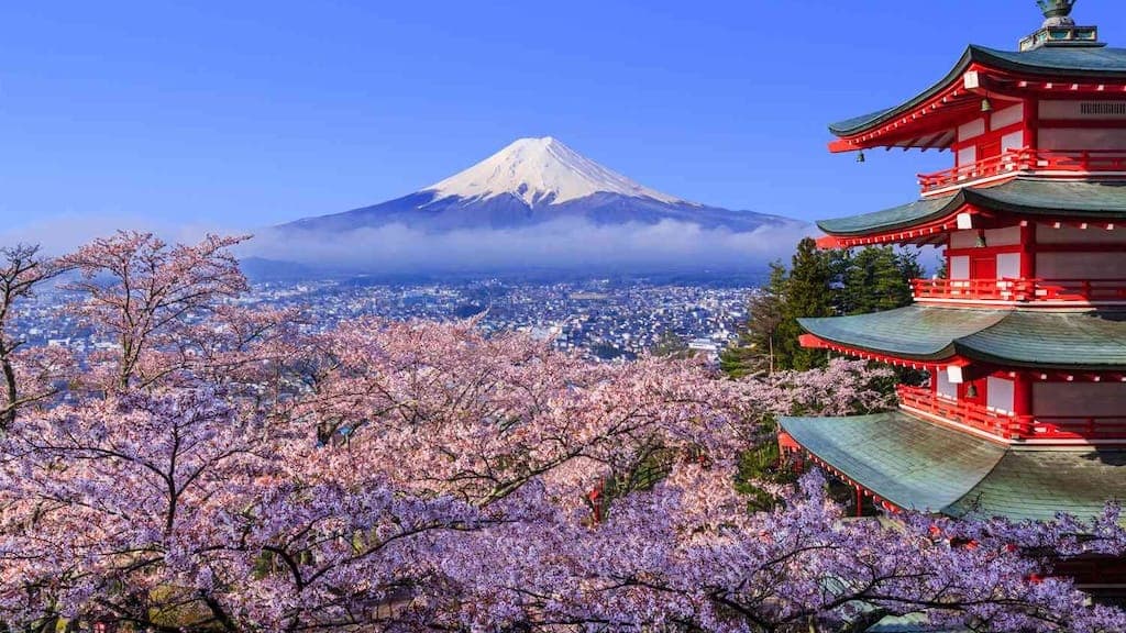 Cherry Blossom Festivals