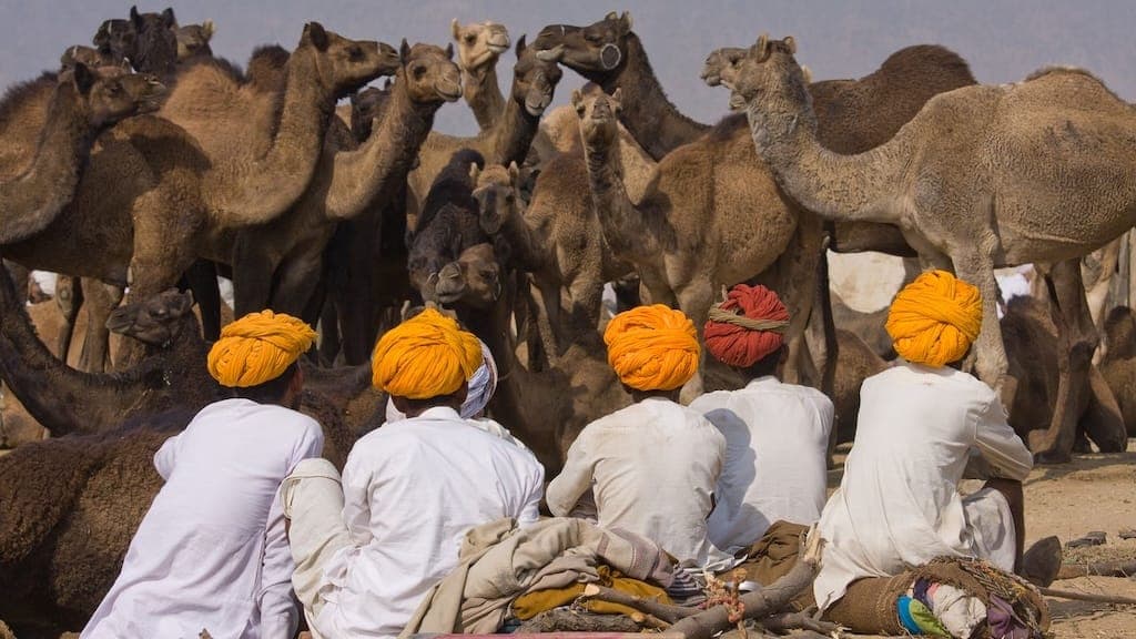 Pushkar Camel Fair in India